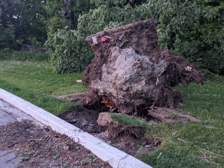 Trees After Storm