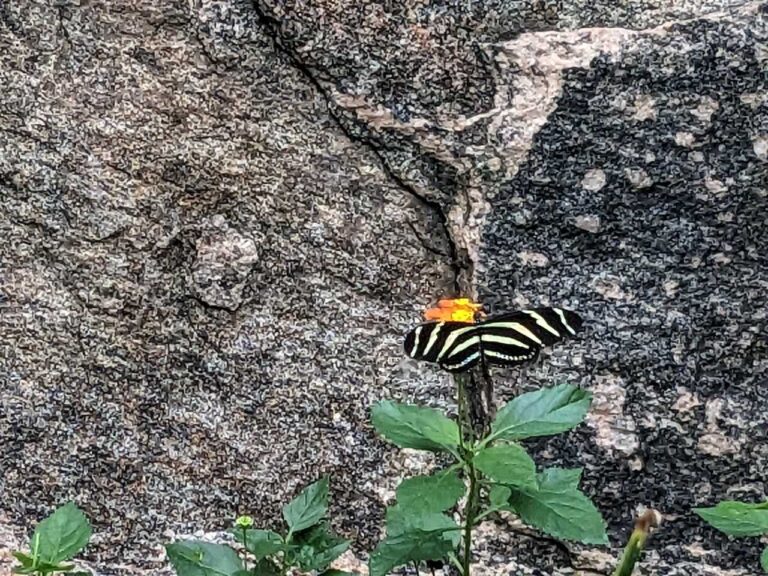 Butterfly Conservatory